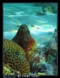 octopus, gulf of eilat by Idan Idan 